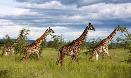 Girafes dans le Serengeti