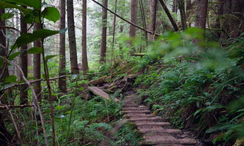 La « West Coast Trail » sur l’île de Vancouver
