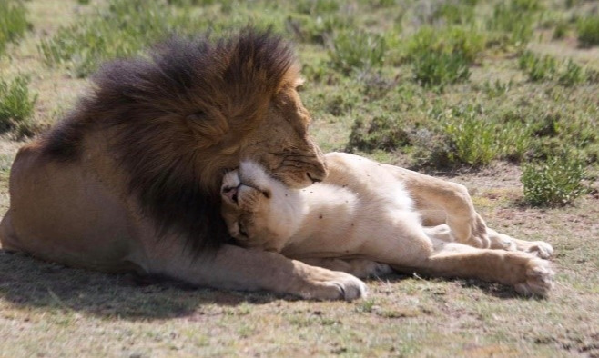 Lions amoureux safari Afrique,Tanzanie, Kenya